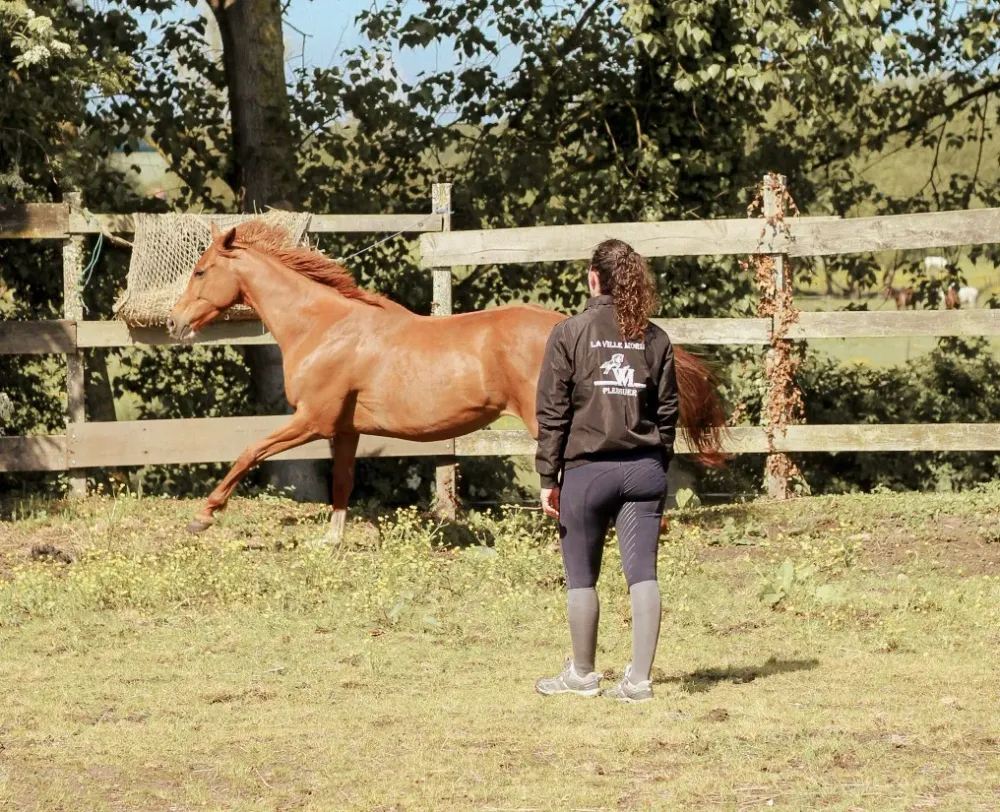 Pension pour chevaux près de Miniac-Morvan