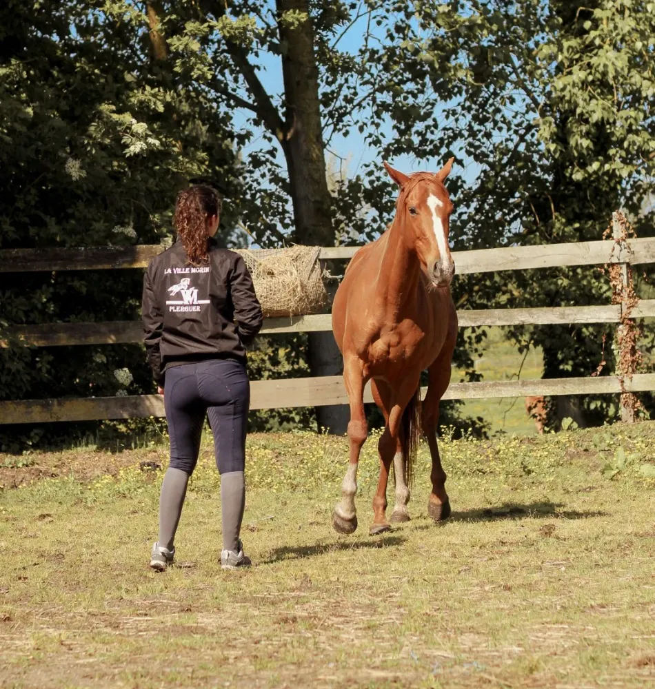 Equicoaching près de Miniac-Morvan